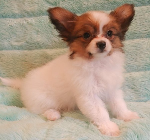 �t���tka Papillon k dispozici