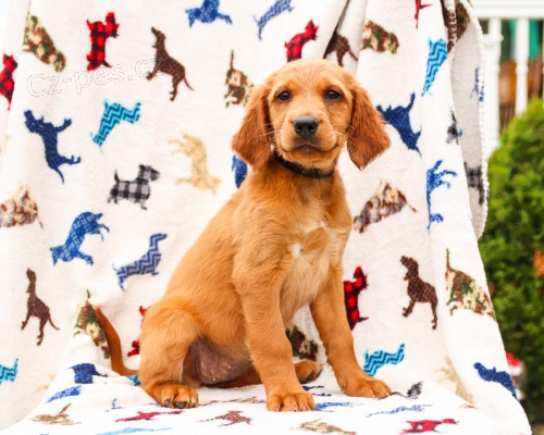 K dispozici ��asn� �t��ata irsk�ho teri�ra 