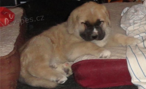 zdrav� �t��ata �pan�lsk� dogy k dispozici 