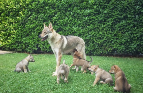 �t��ata �eskoslovensk�ho vlkodlaka jsou nyn� k dispozici p�i p�ijet�