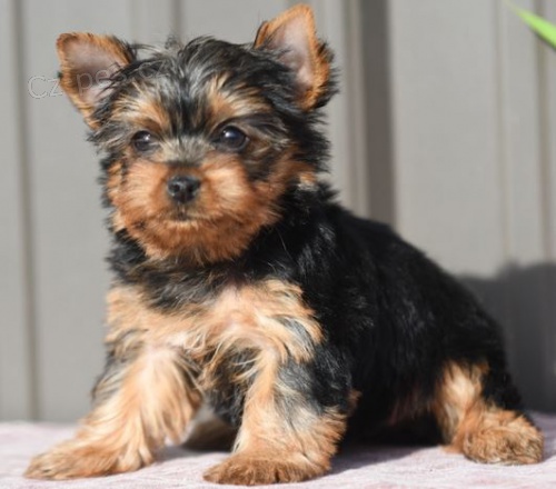 Jork��rsk� teri�r hledat �t��ata nov�ch domov� k adopci.