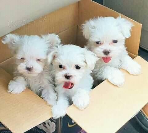 Absolutn� mil��ek malt�zsk�ch �t��at