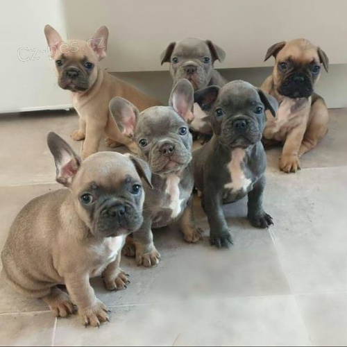 Rozko�n� francouzsk� buldok