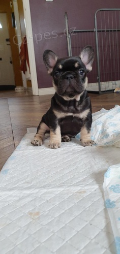 mil� francouzsk� buldo�ek �t��ata