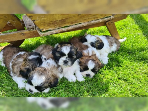 �istokrevn� �t��ata Shih Tzu
