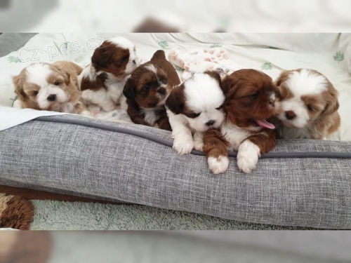 �istokrevn� �t��ata Shih Tzu