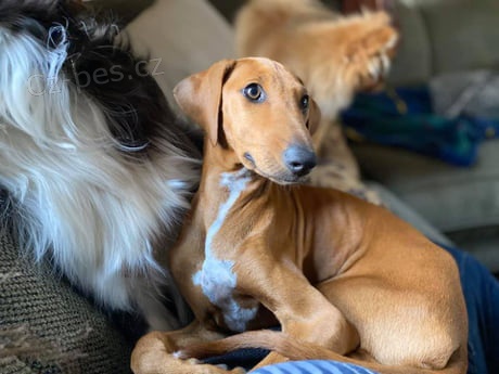 kr�sn� azawaksk� �t��ata k adopci