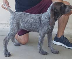 p��telsk� �t���tka ukazatele burgos k adopci