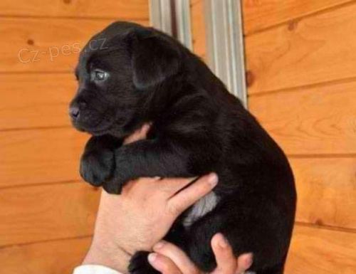 kr�sn� francouzsk� buldo�ek �t��ata k adopci