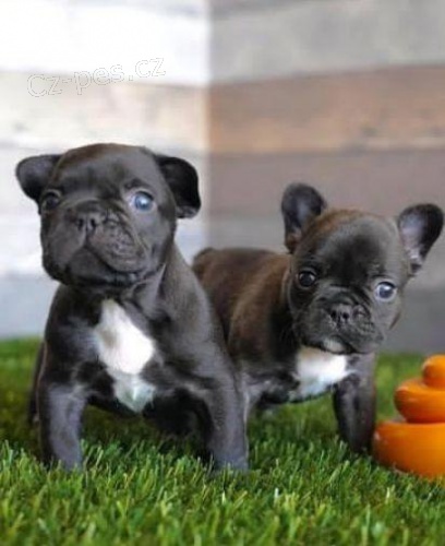 kr�sn� francouzsk� buldo�ek �t��ata k adopci