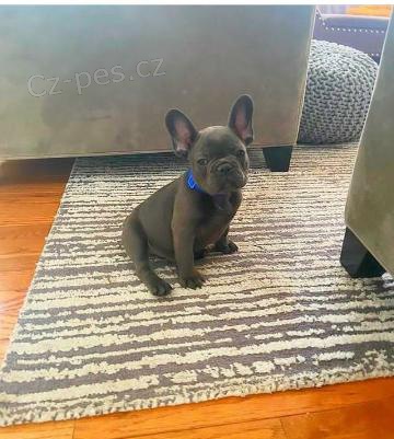 kr�sn� francouzsk� buldo�ek �t��ata k adopci