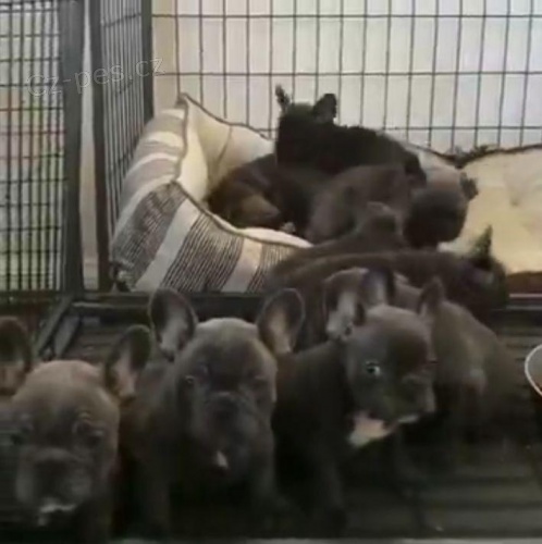 kr�sn� francouzsk� buldo�ek �t��ata k adopci