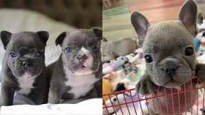 kr�sn� francouzsk� buldo�ek �t��ata k adopci