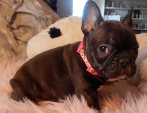 kr�sn� francouzsk� buldo�ek �t��ata k adopci