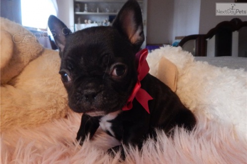 kr�sn� francouzsk� buldo�ek �t��ata k adopci