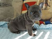 kr�sn� francouzsk� buldo�ek �t��ata k adopci