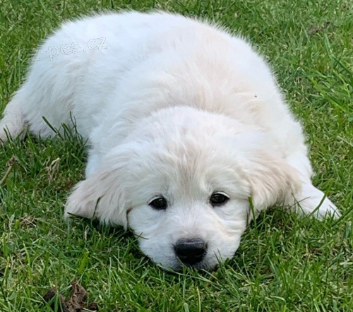 Zlat� retr�ever �t��ata