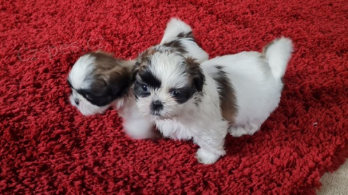 �t��ata Shih-Tzu