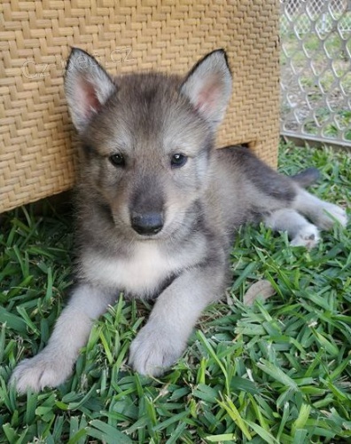 �eskoslovensk� vl��k �t��ata