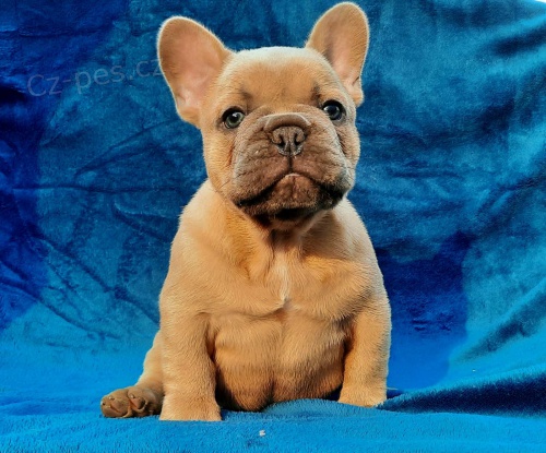 Francouz�t� buldoci