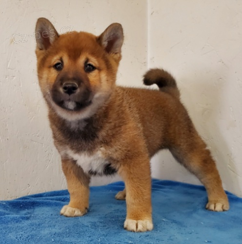 �t��ata Shiba Inu jsou p�ipravena na nov� rodiny.