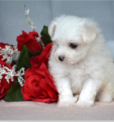 Maltsk� �t��ata jsou p�ipravena na adopci a nov� rodiny.