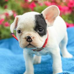 Francouzsk� buldo�ky jsou k dispozici k adopci