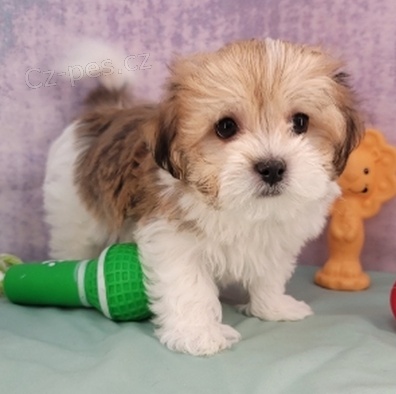 Havansk� �t��ata jsou p�ipravena na adopci a nov� rodiny.