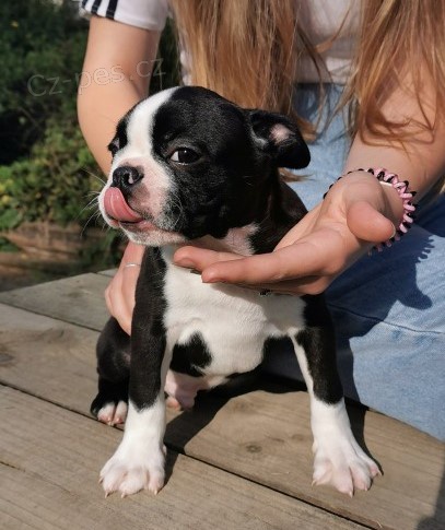 Hrav� bostonsk� teri�r