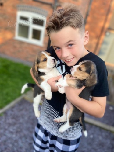   �t��ata beagle