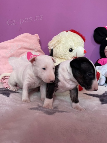 Miniaturn� �t��ata bulteri�ra