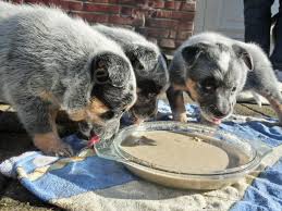 Australsk� punt�kat�(stumpy TailCattle dog ) ocasn� dobytek �t��ata k adopci