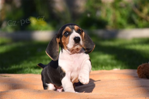kr�sn� �t���tka Basset Hound hledaj�c� nov� domovi