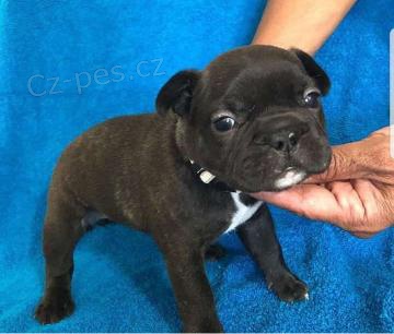 kr�sn� francouzsk� buldo�ek k adopci