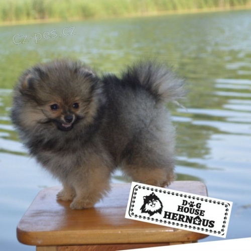 Pomeranian Spitz �t��ata
