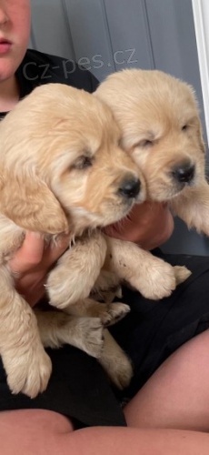 Mops �t��ata bez PP