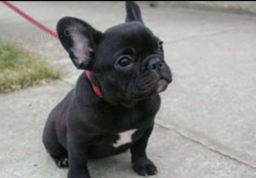 kr�sn� francouzsk� buldo�ek k adopci