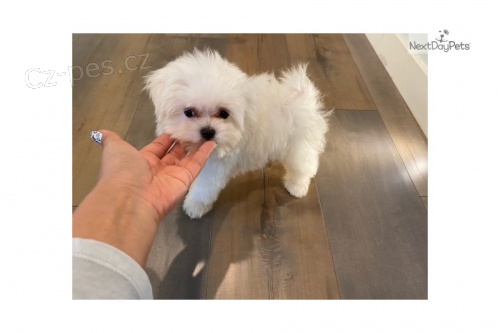 kr�sn� kr�sn� maltsk� �t�n� k adopci