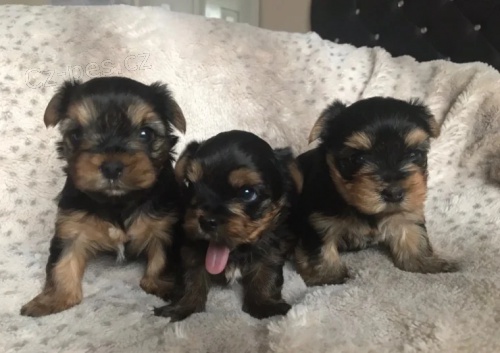 mini ��lek york��rsk�ho teri�ra