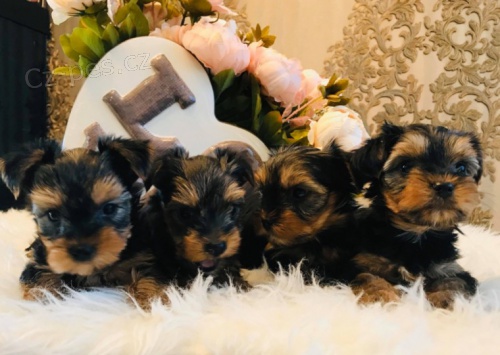 kr�sn� od�erven� a o�kovan� �t��ata york��rsk�ho teri�ra na prodej.