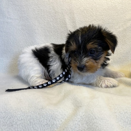 na prodej o�kovan� a od�erven� �t��ata biewer yorkshire teri�r.