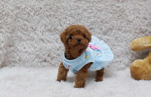 na prodej o�kovan� a od�erven� ��lek pudla