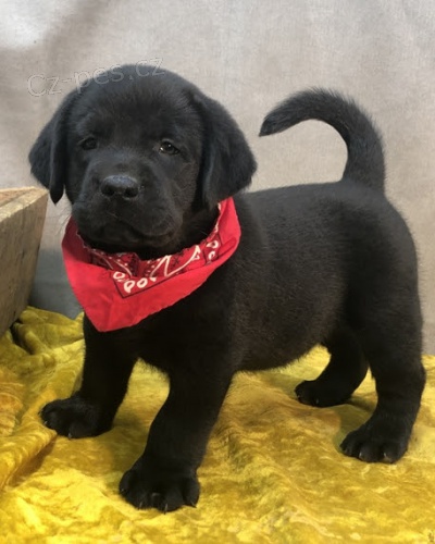 �t��ata �ern�ho labradorsk�ho retr�vra na prodej.