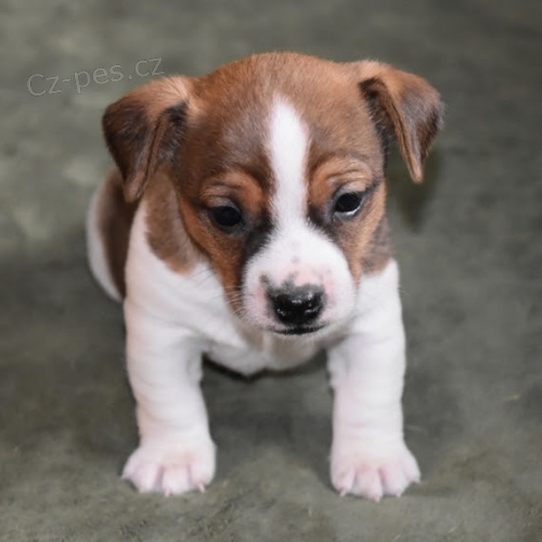 ��asn� o�kovan�, od�erven� a zdrav� �t���tka Jack Russell na prodej.
