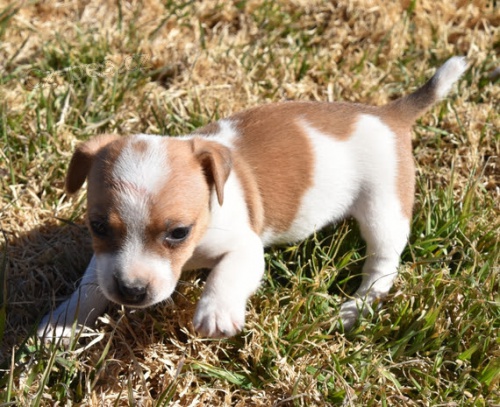 ��asn� o�kovan�, od�erven� a zdrav� �t���tka Jack Russell na prodej.