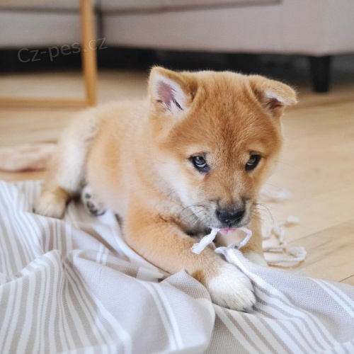 Prodej �t���tek SHIBA INU
