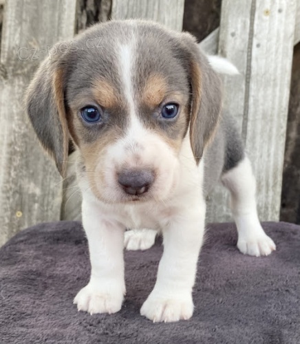 B�gl �t��ata k dispozici a p�ipravena k prodeji.