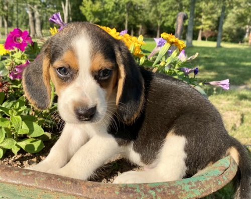 �t���tka TRICOLOR beagle jsou k dispozici a jsou nyn� p�ipravena k prodeji.