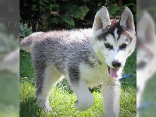 �t���tka Husky s pap�ry VDH / DCNH / FCI