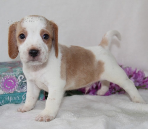 HN�D� �t��ata beagle